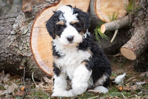  Midwest Bernedoodles is owned by the Gestes family
